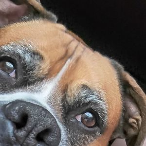 Meet your Posher, Thomas